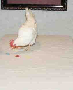 A chicken at the IQ-Zoo engaged in a training activity