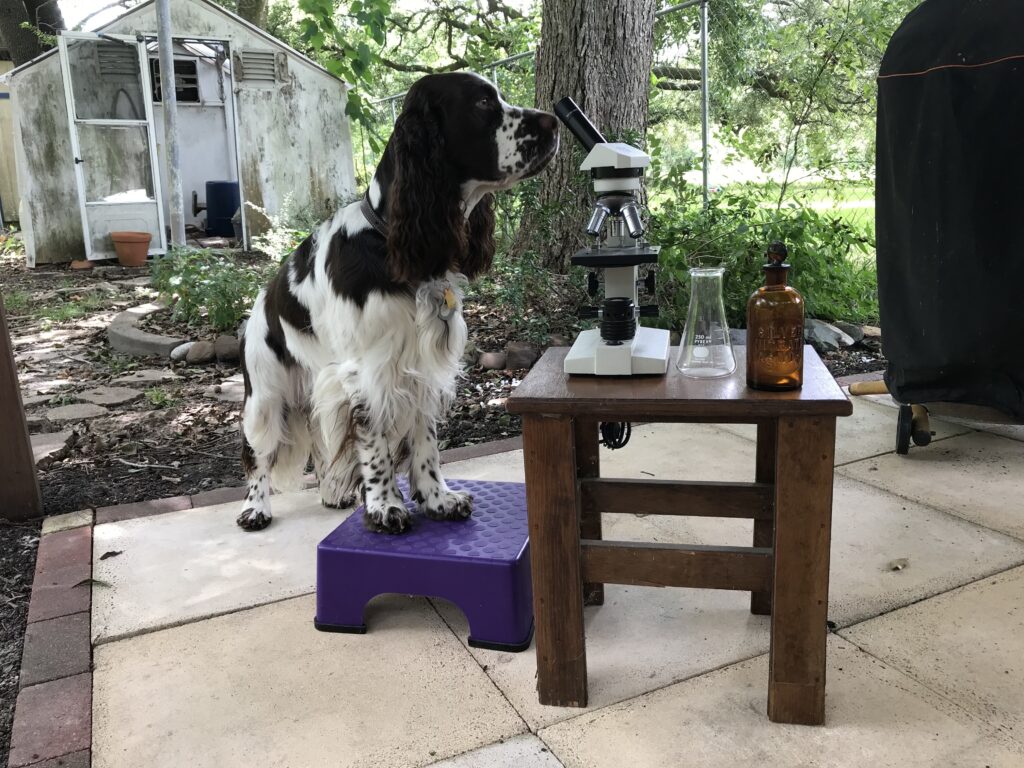 Science based hot sale dog training