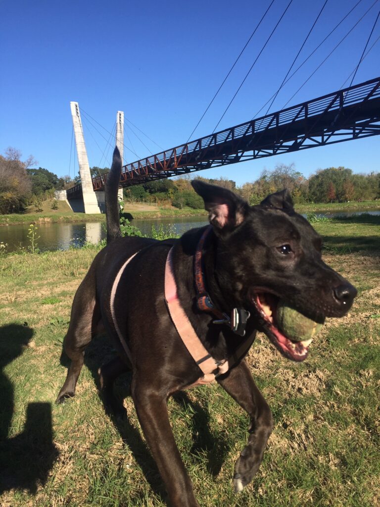 Sheila, running back to her owner after retrieving a ball